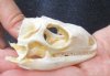 B-Grade North American Iguana skull for sale, 3 inches long  - review all photos. You are buying the skull pictured for $40.00 (Jaws glued shut)