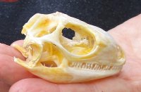 B-Grade North American Iguana skull for sale, 2-1/2 inches long for $30.00 