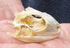 B-Grade North American Iguana skull for sale, 2-1/4 inches long  - review all photos. You are buying the skull pictured for $20.00 (Jaws glued shut, damage to top and back, discolored)