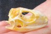 B-Grade North American Iguana skull for sale, 2-1/2 inches long  - review all photos. You are buying the skull pictured for $20.00 (Jaws glued shut)