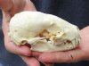 #2 grade Badger Skull (Jaws glued shut - damage to side bone, cracks) measuring 4-1/2 inches long - This is a discounted / damaged skull. You are buying the skull shown for $35.00
