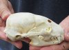 #2 grade Badger Skull (Jaws glued shut - Hole, damage to skull, broke side bone) measuring 4-3/4 inches long - This is a discounted / damaged skull. You are buying the skull shown for $35.00