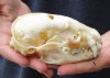 #2 grade Badger Skull (Jaws glued shut - Hole, damage to skull, cracks) measuring 4-3/4 inches long - This is a discounted / damaged skull. You are buying the skull shown for $35.00