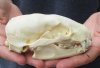 #2 grade Badger Skull (Jaws glued shut - Broke side bone, damage to skull, cracks) measuring 5 inches long - This is a discounted / damaged skull. You are buying the skull shown for $35.00