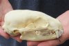North American badger skull for sale, 5 inches long - review all photos. You are buying the skull pictured for $53.00 