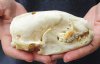 #2 grade Badger Skull (Jaws glued shut - Broke side bone, damage to skull, hole) measuring 5 inches long - This is a discounted / damaged skull. You are buying the skull shown for $35.00