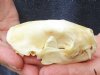 North American skunk skull for sale measuring 3-1/4 inches long - you are buying the skull pictured for $23 (mouth glued shut)