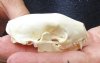 North American skunk skull for sale measuring 2-3/4 inches long - you are buying the skull pictured for $23 (mouth glued shut)
