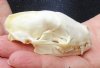 North American skunk skull for sale measuring 3 inches long - you are buying the skull pictured for $23 (mouth glued shut)