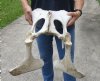 Real Cow Pelvic bone (Bos taurus) for sale with natural imperfections, 20" x 18" - You are buying the pelvic bone pictured for $30