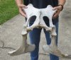 Real Cow Pelvic bone (Bos taurus) for sale with natural imperfections, 20" x 17" - You are buying the pelvic bone pictured for $30