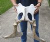 Real Cow Pelvic bone (Bos taurus) for sale with natural imperfections, 21" x 19" - You are buying the pelvic bone pictured for $30