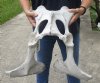 Real Cow Pelvic bone (Bos taurus) for sale with natural imperfections, 20-1/2" x 19" - You are buying the pelvic bone pictured for $30
