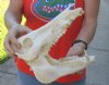 12 inch wild boar skull, commercial grade - You are buying the skull pictured for $50 (missing teeth)