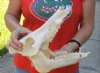 12 inch wild boar skull, commercial grade - You are buying the skull pictured for $50 (missing teeth) 