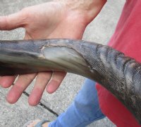 Polished Kudu horn for sale measuring 45 inches, for making a shofar.  You are buying the horn in the photos for $150 (Cracks)