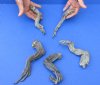 5 piece lot of North American Iguana large size legs cured in formaldehyde - 10 to 12 inches long measured with cloth tape measure around curl (from the top of leg to tip of claw) you will receive ones pictured for $15.00