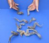 10 piece lot of North American Iguana medium size legs cured in formaldehyde - 6 to 9 inches long measured with cloth tape measure around curl (from the top of leg to tip of claw) you will receive ones pictured for $20.00