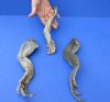 3 piece lot of North American Iguana extra large size legs cured in formaldehyde - 11 to 13 inches long measured with cloth tape measure around curl (from the top of leg to tip of claw) you will receive ones pictured for $15.00