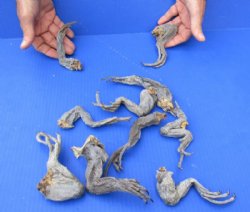 10 piece lot of North American Iguana legs- 6 to 9 inches - $10/lot