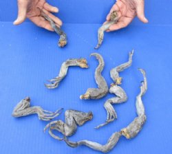 10 piece lot of North American Iguana legs - 6 to 9 inches - $10/lot