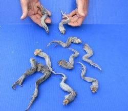 10 piece lot of North American Iguana legs - 6 to 9 inches long - $10/lot