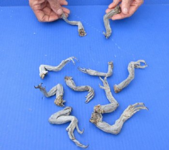 10 piece lot of Preserved North American Iguana legs - Up to 5 inches - $10/lot