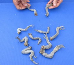 10 piece lot of North American Iguana legs - Up to 5 inches - $10/lot