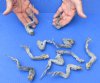 10 piece lot of North American Iguana small size legs cured in formaldehyde - Up to 5 inches long (from the top of leg to tip of claw) you will receive ones pictured for $25.00