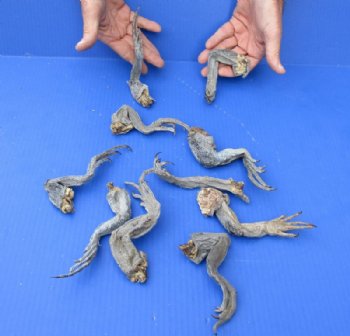 10 Preserved North American Iguana medium size legs - 6 to 9 inches long for $10.00