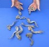 10 piece lot of North American Iguana medium size legs cured in formaldehyde - 6 to 9 inches long measured with cloth tape measure around curl (from the top of leg to tip of claw) you will receive ones pictured for $20.00