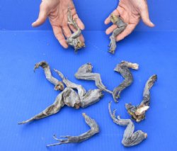 10  Preserved North American Iguana medium size legs - 6 to 9 inches long for $10.00