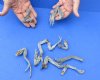 10 piece lot of North American Iguana small size legs cured in formaldehyde - Up to 5 inches long (from the top of leg to tip of claw) $10.00