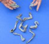 10 piece lot of North American Iguana small size legs cured in formaldehyde - Up to 5 inches long (from the top of leg to tip of claw) you will receive ones pictured for $1.00 each