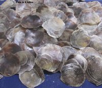 Wholesale Saddle oyster shells for seashell crafts 3" to 5-1/2" - 2 kilo bag @ $6.00/Bag
