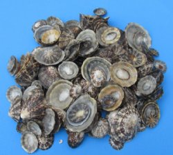 Wholesale Natural Brown Limpet shells 1-1/4" to 2-1/2" - 1 bag  (2 kilos) (4.4 pounds) @ $13.50/kilo 