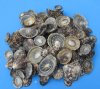 Wholesale Natural Brown Limpet shells (patella testudinaria) 1-1/4" to 2-1/2", commercial grade; : Packed: 1 bag  (2 kilos) (4.4 pounds) @ $13.50/kilo ($27/bag)