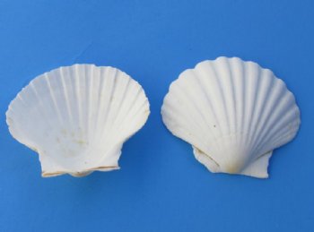 Wholesale Great Scallop Shells Irish Deeps - 4" to 5" - Packed: 50 pcs @ $.45 each  
