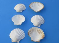 Wholesale Great Scallop Shells Irish Deeps - 4" to 5" - Packed: 50 pcs @ $.45 each  