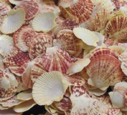 Wholesale Pecten lentigious scallop shells for crafts 2" to 3" -  20 kilos @ $1.75 kilo (44 pounds) 