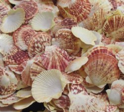 Wholesale Pecten lentigious scallop shells for crafts 2" to 3" - 2 Kilo bags @ $4.00/bag 