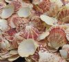 Wholesale Pecten lentigious scallop shells for crafts 2" to 3" - Packed: 2 kilos @ $2.00 kilo ($4.00 a bag)(1 kilo = 2.2 lbs) Minimum: 4 kilos 