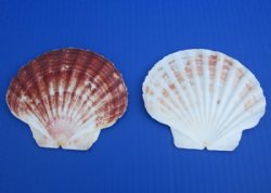 Wholesale Irish Flat Shells Great Scallop 5 inches to 6 inches - 25 pcs @ $.65 each