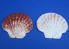 Wholesale Irish Flat Shells Great Scallop 3 inches to 4 inches - Packed: 25 pcs @ $.45 each