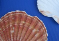 Wholesale Irish Flat Shells Great Scallop 3 inches to 4 inches - 550 pcs @ .40 each
