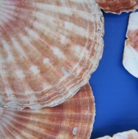 Wholesale Irish Flat Shells Great Scallop 3 inches to 4 inches - 550 pcs @ .40 each