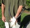 Bushbuck Skull and Horns 12 and 10 inches - Review all photos. You are buying the skull and horns shown for $100.00 (damaged nose, horn pathology)
