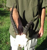13 inch Female Blesbok Horns on Skull Plate - You are buying the horns and skull plate shown for $45.00 (Horn shape pathology, slices on skull plate)