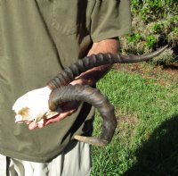 13 inch Female Blesbok Horns on Skull Plate - You are buying the horns and skull plate shown for $45.00 (Horn shape pathology, slices on skull plate)