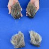 4 piece lot of Wild Boar ears measuring 5 to 6 inches long - You are buying the lot of ears pictured for $20